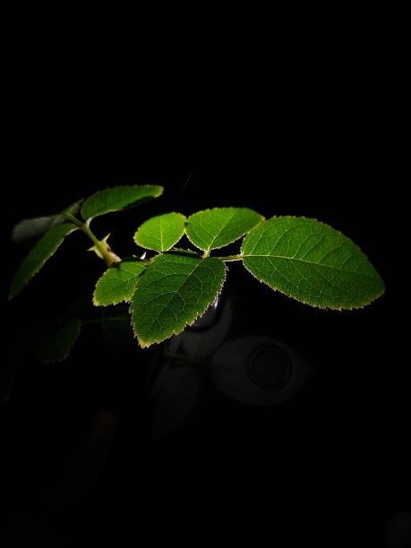 叶子反射图片下载