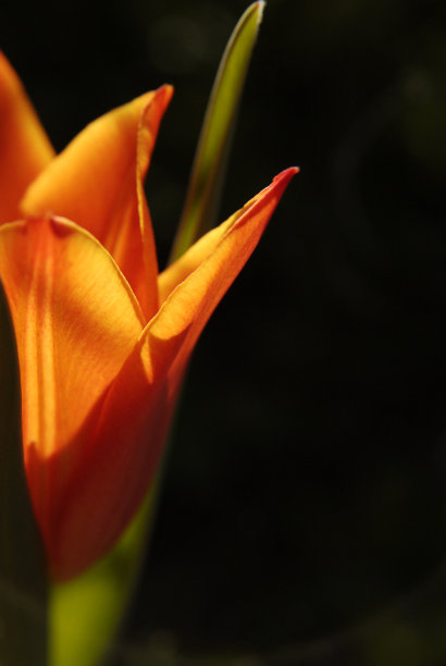 一株桔黄色郁金香，宏花春花，深色背景，阳光，晚光图片下载