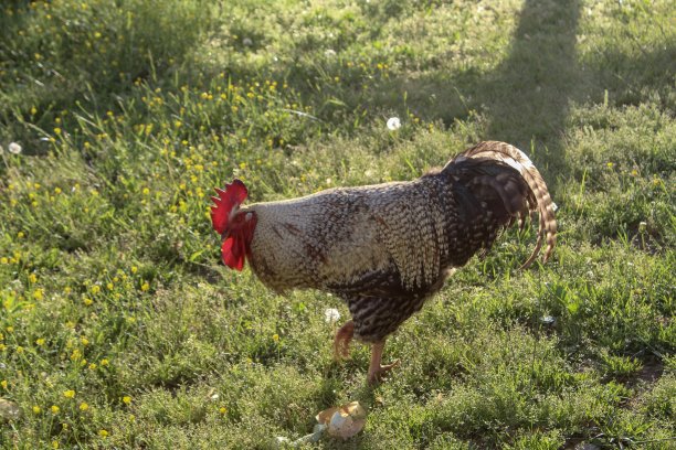 黑色和白色的自由放养公鸡在田野图片下载