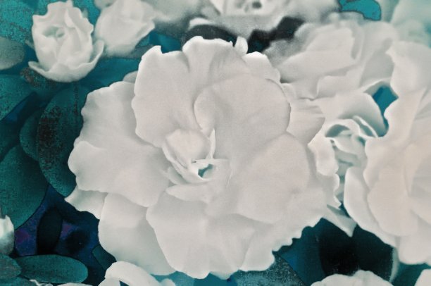 白色的花花图片下载