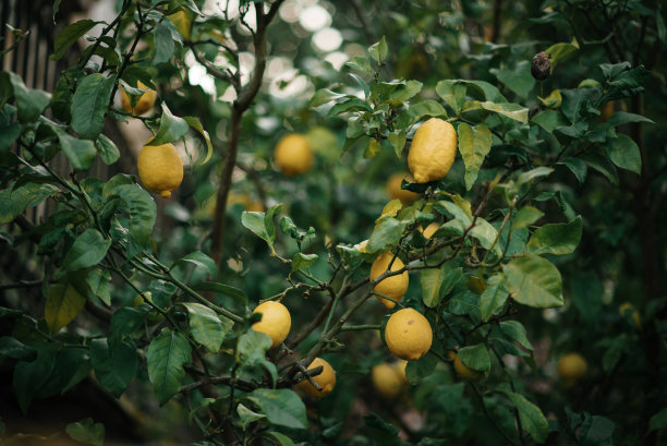 柠檬树图片下载