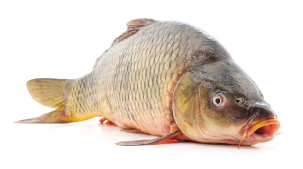 一个生鱼。图片下载