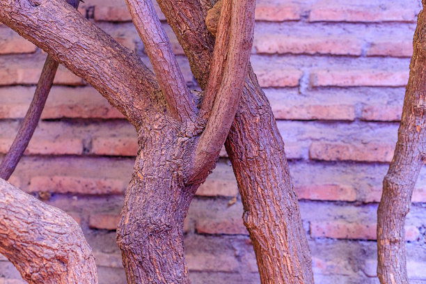 这棵树的树干和树枝与公园里墙的背景相重叠。Marakesh图片下载