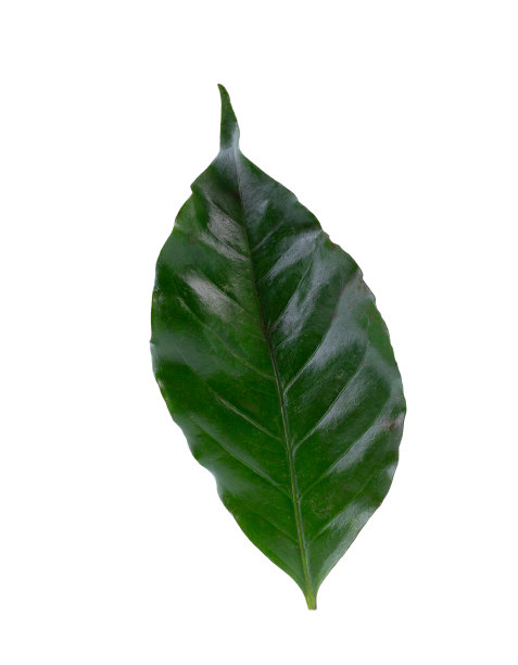 白色背景上的阿拉比卡咖啡叶子图片下载