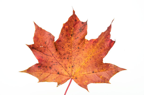 秋叶带着海燕似的火图片下载