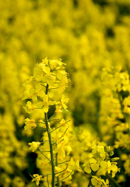 田间盛开的油菜图片下载