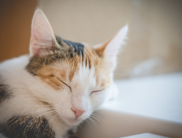 三色猫睡觉。可爱的小猫。照片。图片下载