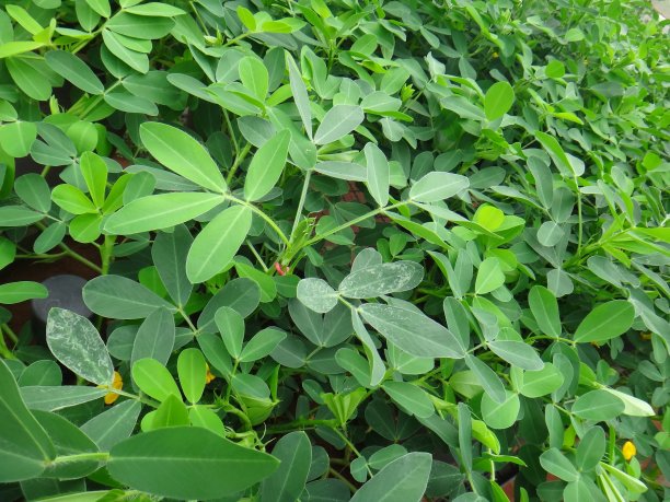 花生片图片下载