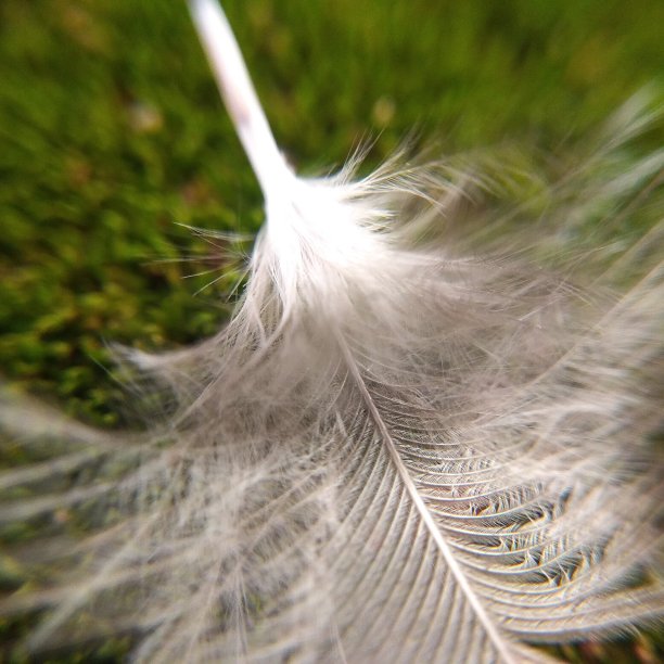 小鸡毛图片下载