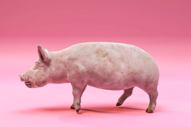 巨大的猪图片下载