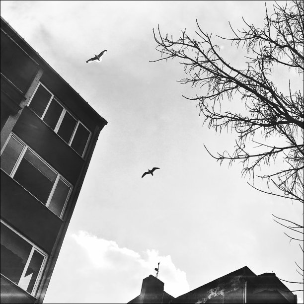 黑白鸟瞰图的两只海鸥飞行和建筑物图片下载