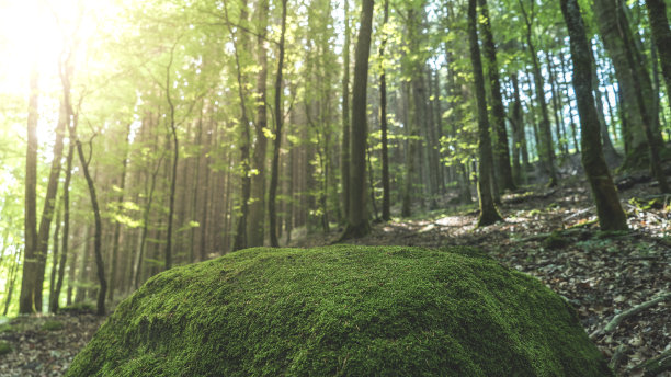 苔藓覆盖的石头在树林太阳耀斑宽镜头图片下载