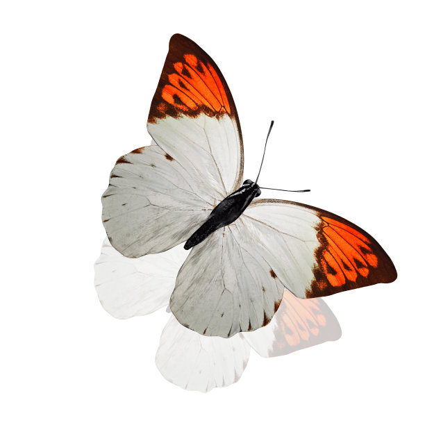 白色和橙色翅膀的热带蝴蝶。在白色背景上隔离图片下载