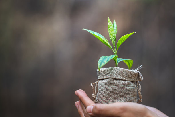 人类手握沃土和幼树，植树减少全球变暖，环境地球日，森林保护理念图片下载