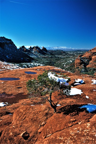 美国亚利桑那州塞多纳红岩国家，在日出看西与雪在自然博比赛松(变种)图片下载