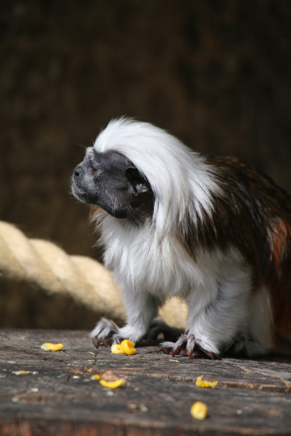这是一幅黑白毛色的普通狨猴，阳光下的巴西冠毛狨猴，野生狨猴狨猴吃食物，浆果，坚果和水果，特写显示眼睛，嘴，头和脚图片下载