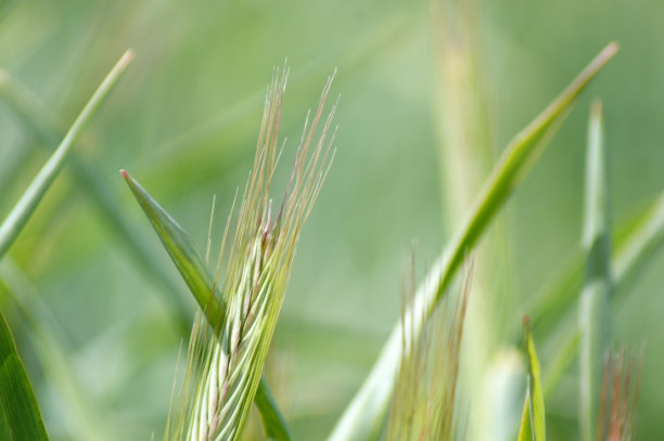 黑麦耳朵在特写作为一个图片背景图片下载