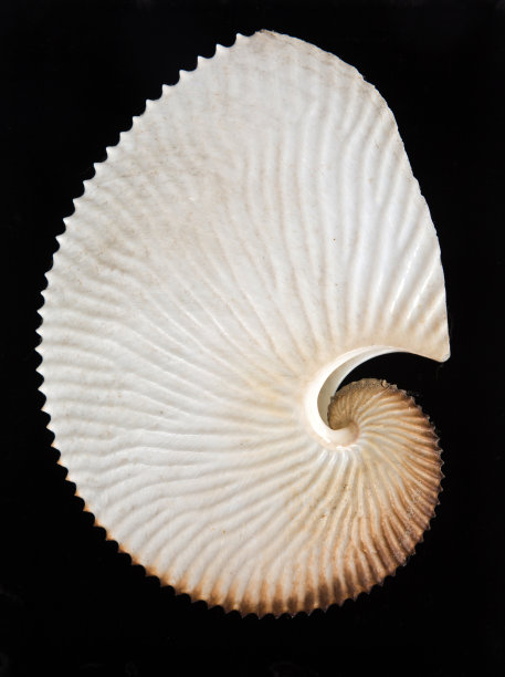 鹦鹉螺壳上惊人的斐波那契模式的特写图片下载