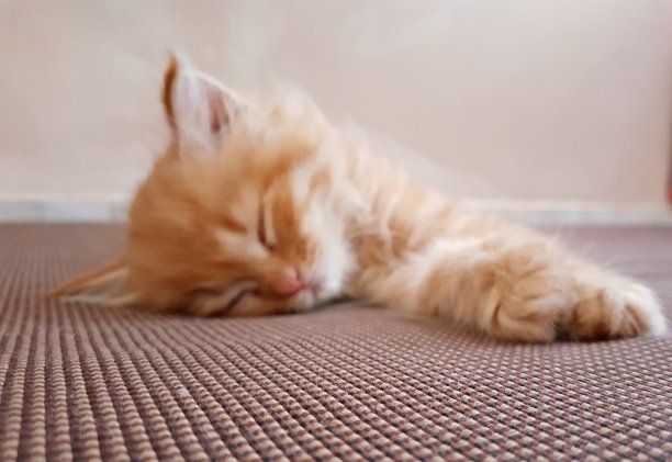 姜的小猫图片下载