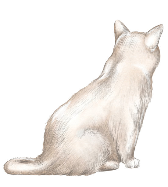 用铅笔画着坐着的棕色小猫图片下载