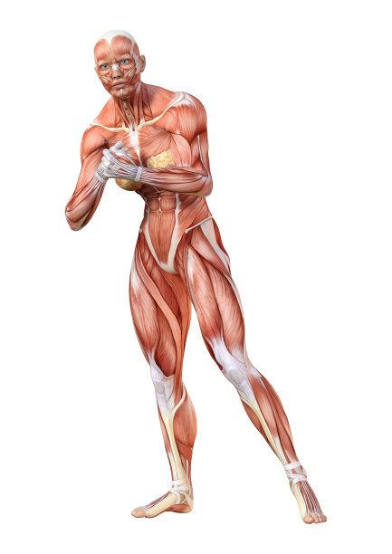 3D插图女性数字与肌肉地图上的白色图片下载