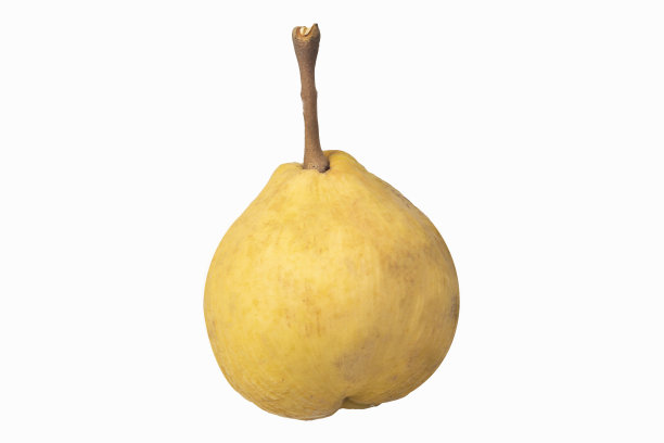 在白色的背景上孤立的桑托尔人。图片下载