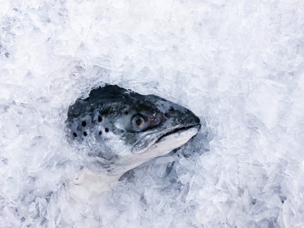 新鲜的鲑鱼头盖着冰冷的冰图片下载