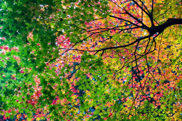 日本枫树花园。秋天的图片图片下载