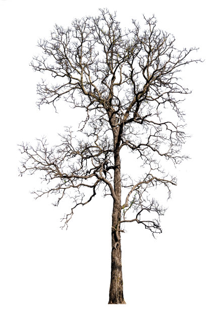 在图片中，白色背景上没有叶子的孤立的树和修剪路径图片下载