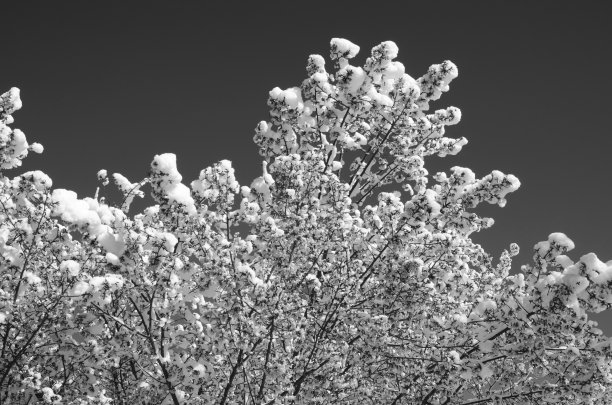 白雪覆盖的樱花捕捉黑白图片下载