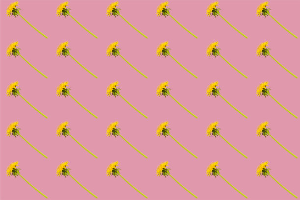 在粉红色的背景上斜列的蒲公英花。无缝模式图片下载