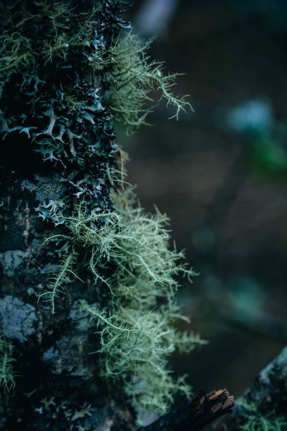在潘山徒步旅行的喜马拉雅森林的一棵树上的苔藓图片下载