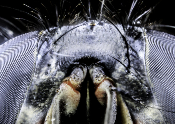 苍蝇的眼睛特写镜头图片下载
