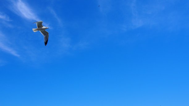 自由的鸟图片下载