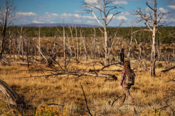 死树森林里的女人图片下载