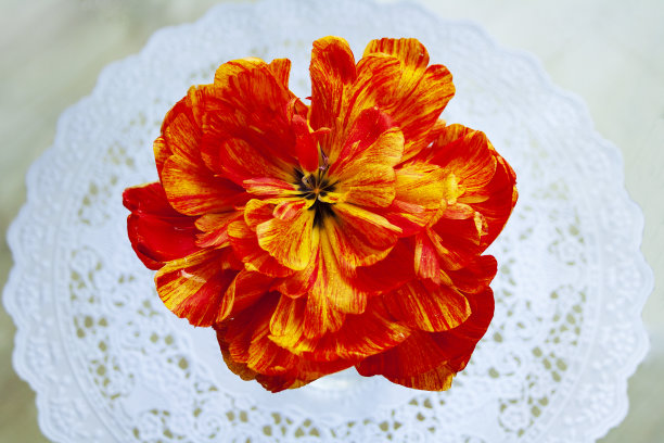 花卉郁金香牡丹装饰花园图片下载