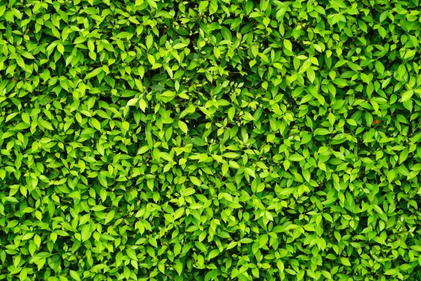 摘要绿叶是园林中的天然墙体图片下载