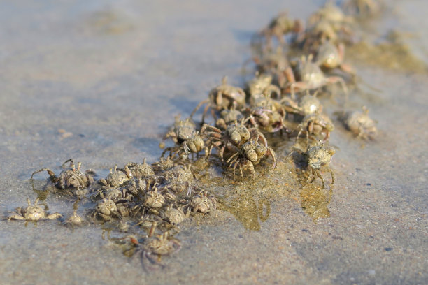 小沙蟹在海边的沙滩上奔跑，海边蟹爪隐藏在洞的特写在Palolem海滩度假，果阿度假，南印度，印度洋海岸线，迷你沙丘，海边蟹壁纸背景的甲壳类动物的照片图片下载