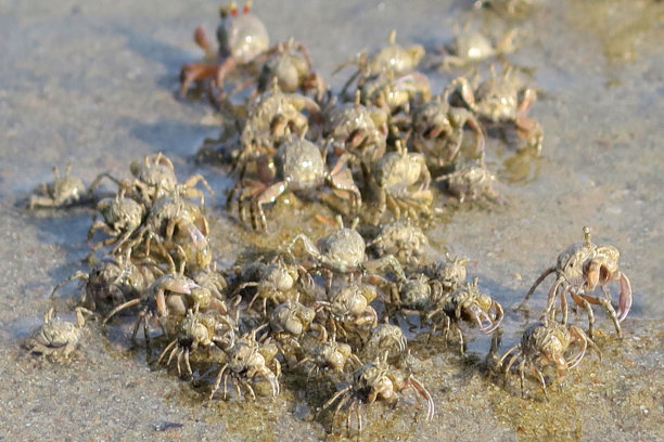 小沙蟹在海边的沙滩上奔跑，海边蟹爪隐藏在洞的特写在Palolem海滩度假，果阿度假，南印度，印度洋海岸线，迷你沙丘，海边蟹壁纸背景的甲壳类动物的照片图片下载