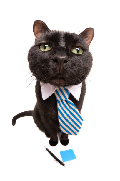 鱼眼猫系着钢笔和记事本图片下载