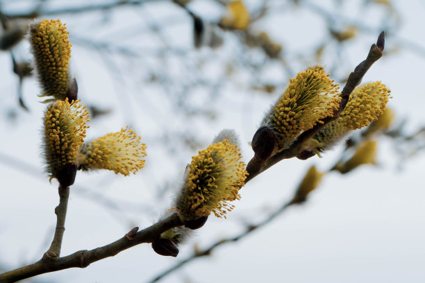 微距照片宽屏特写艺术图片的猫咪柳枝与白色的天空在背景图片下载