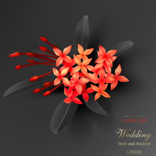 热带的黑叶和奇异的红花图片下载