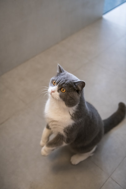 可爱的英国短毛站脚图片下载