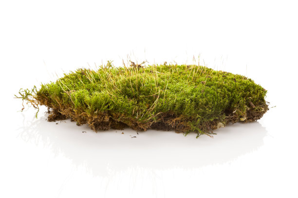 在白色背景上孤立的绿色苔藓。图片下载