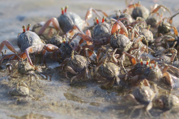 小沙蟹在海边的沙滩上奔跑，海边蟹爪隐藏在洞的特写在Palolem海滩度假，果阿度假，南印度，印度洋海岸线，迷你沙丘，海边蟹壁纸背景的甲壳类动物的照片图片下载