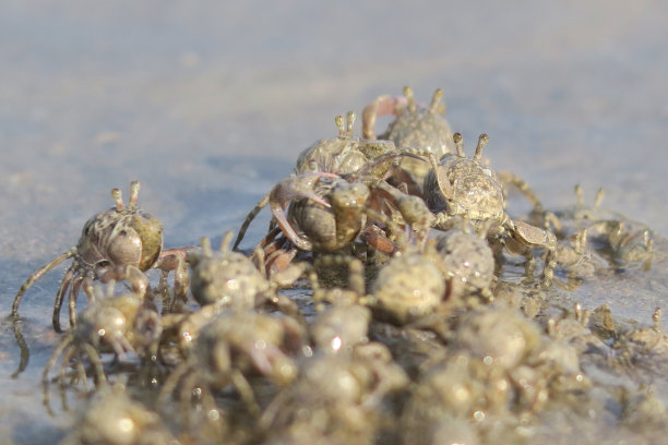 小沙蟹在海边的沙滩上奔跑，海边蟹爪隐藏在洞的特写在Palolem海滩度假，果阿度假，南印度，印度洋海岸线，迷你沙丘，海边蟹壁纸背景的甲壳类动物的照片图片下载