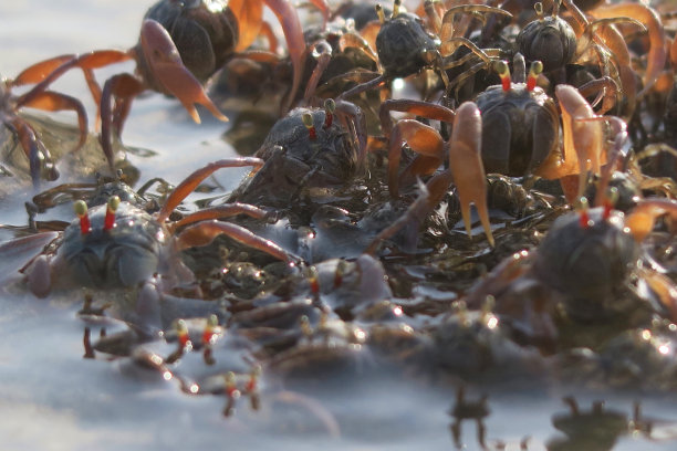 小沙蟹在海边的沙滩上奔跑，海边蟹爪隐藏在洞的特写在Palolem海滩度假，果阿度假，南印度，印度洋海岸线，迷你沙丘，海边蟹壁纸背景的甲壳类动物的照片图片下载