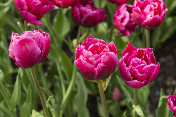 田野里的粉红色，盛开着郁金香图片下载