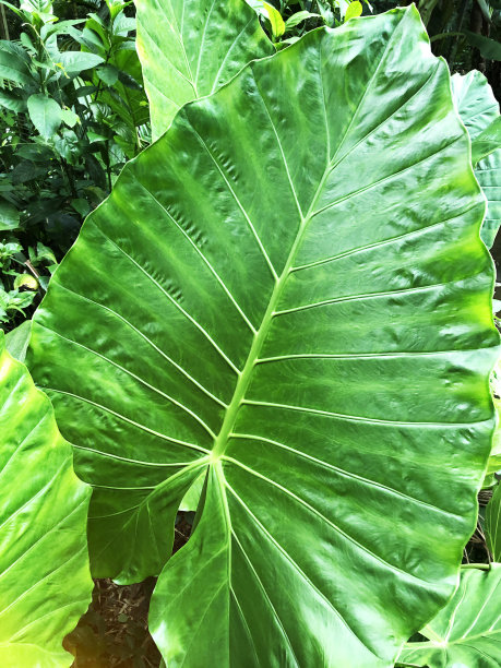 热带棕榈叶上的树叶自然背景。图片下载