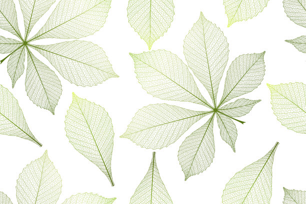 无缝图案与叶。图片下载